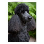 Black Poodle-Blank card (Front)
