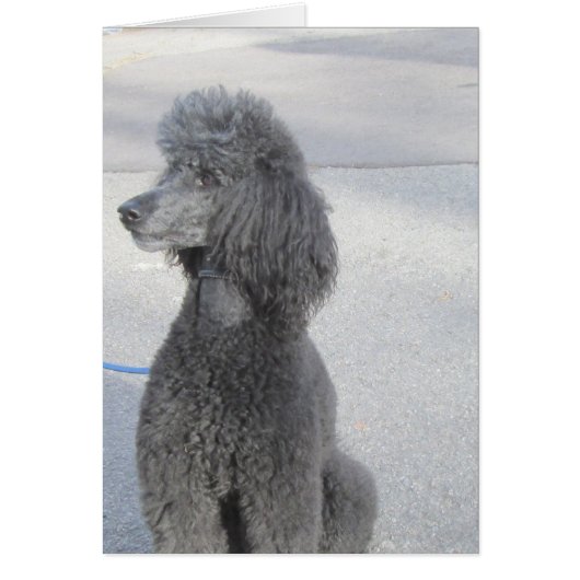 Black Poodle Card (Front)