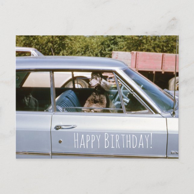 Black Poodle Cute Puppy Dog Head Out Window Postcard (Front)