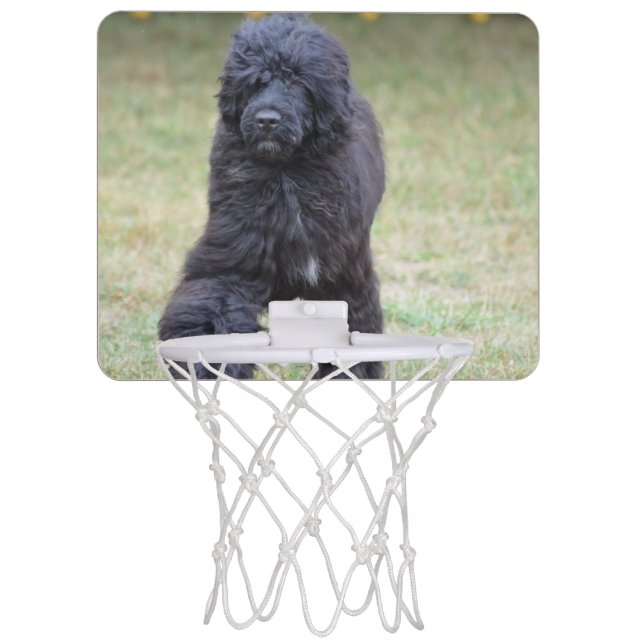 Black Portuguese Water Dog Mini Basketball Hoop (Front)