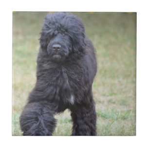 Black Portuguese Water Dog Tile