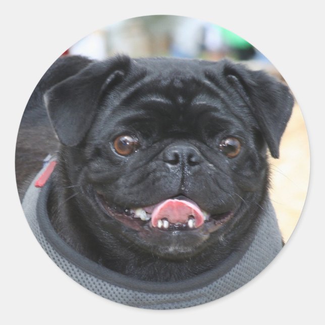 Black Pug Dog stickers (Front)