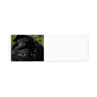 black-pug eyes label