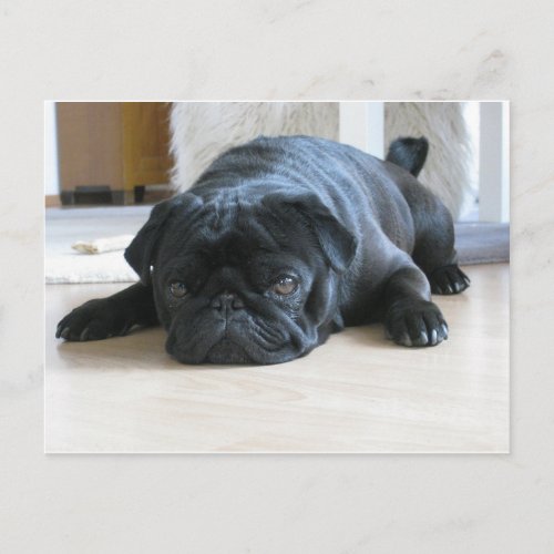 black pug flat postcard