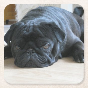 Black Pug Flat Square Paper Coaster by BreakoutTees at Zazzle