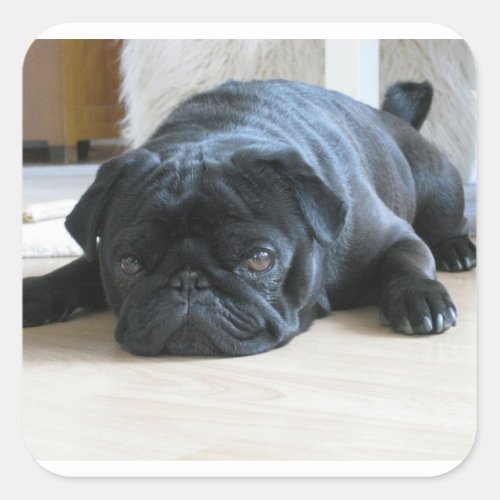 black pug flat square sticker