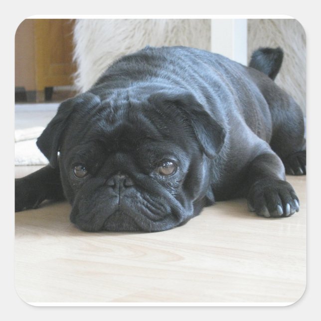 black pug flat square sticker (Front)