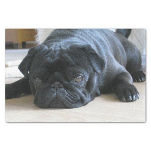 black pug flat tissue paper