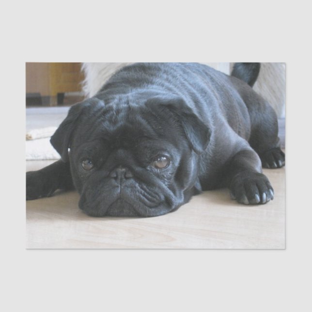 black pug flat tissue paper (Front)