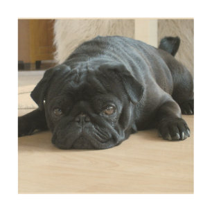 black pug flat wood wall art