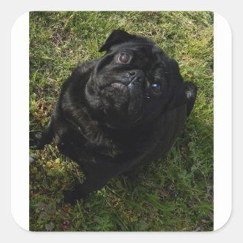 Black-pug Full.png Square Sticker by BreakoutTees at Zazzle