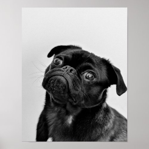 Black Pug  Funny Pug Lover Poster