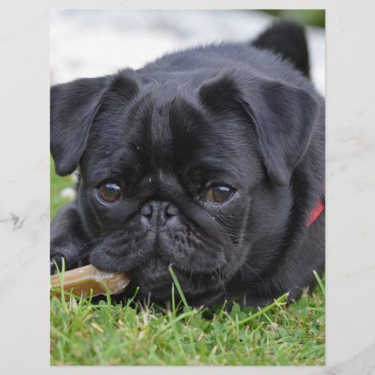 black pug laying (Front)
