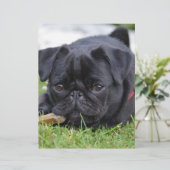 black pug laying (Standing Front)