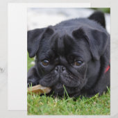 black pug laying (Front/Back)