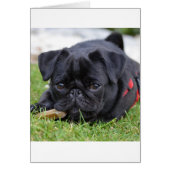 black pug laying (Front)