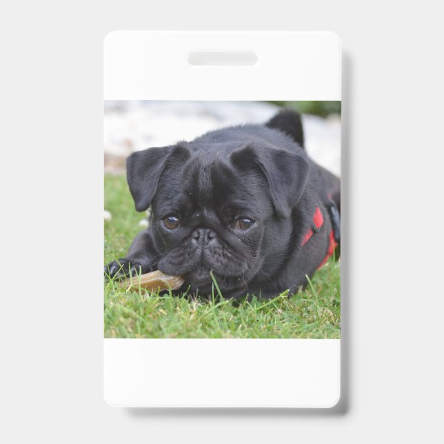 black pug laying badge (Front)