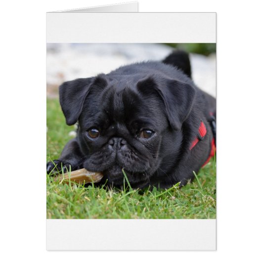 black pug laying cards (Front)