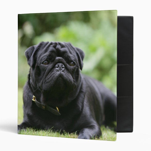 Black Pug Laying Down Binder (Front/Inside)