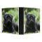 Black Pug Laying Down