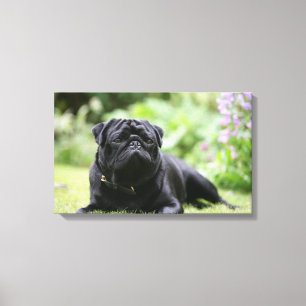 Black Pug Laying Down Canvas Print