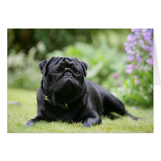 Black Pug Laying Down Cards (Front Horizontal)