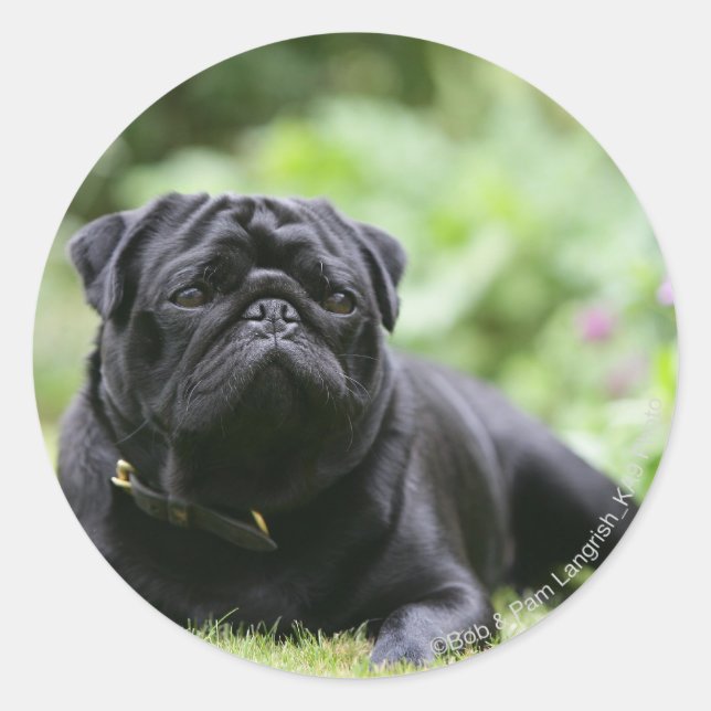 Black Pug Laying Down Classic Round Sticker (Front)