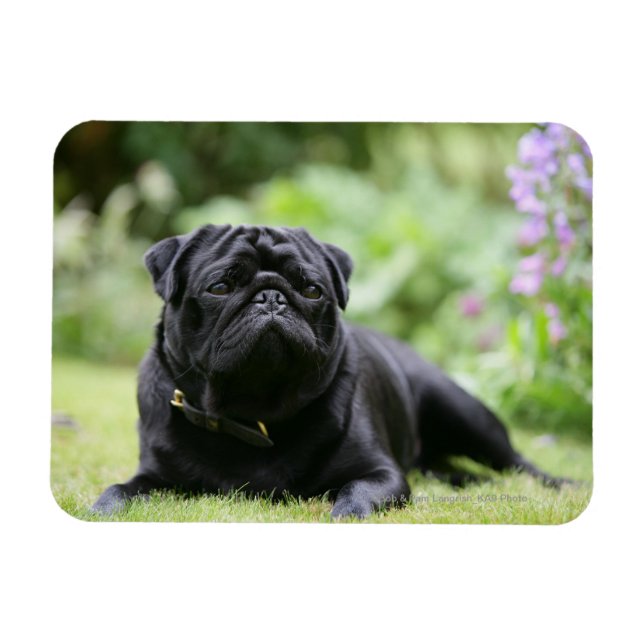 Black Pug Laying Down Magnet (Horizontal)