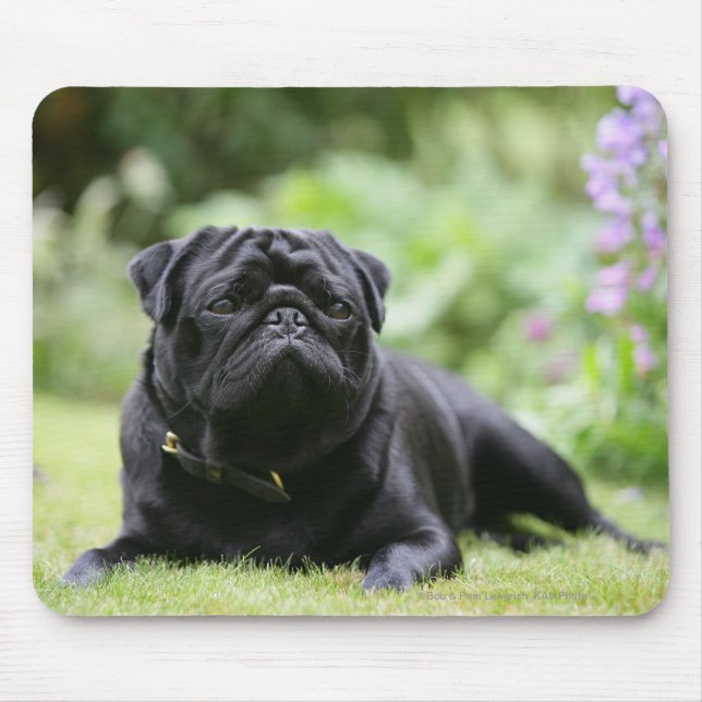 Black Pug Laying Down Mouse Pad (Front)