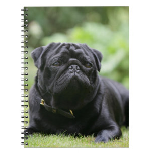 Black Pug Laying Down Notebook