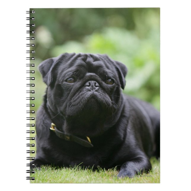 Black Pug Laying Down Notebook (Front)