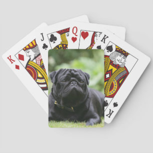 Black Pug Laying Down Poker Cards
