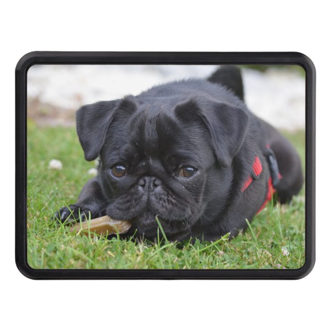 black pug laying hitch cover (Front)