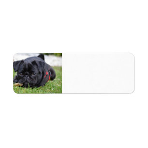 black pug laying label