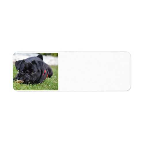 black pug laying label