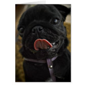 black pug licking (Front)