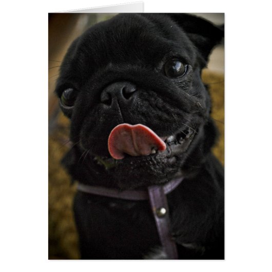 black pug licking cards (Front)