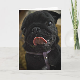 black pug licking holiday card