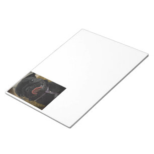 black pug licking notepad