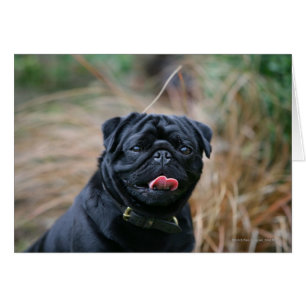 Black Pug Panting While Looking at Camera