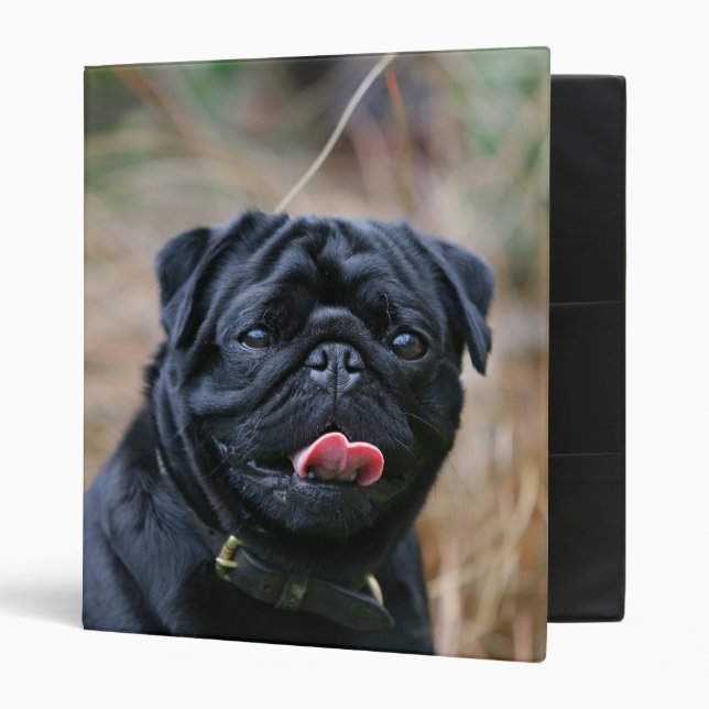 Black Pug Panting While Looking at Camera 3 Ring Binder (Front/Inside)