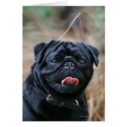 Black Pug Panting While Looking at Camera Cards (Front)