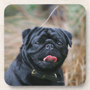 Black Pug Panting While Looking at Camera Coaster