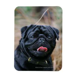 Black Pug Panting While Looking at Camera Magnet