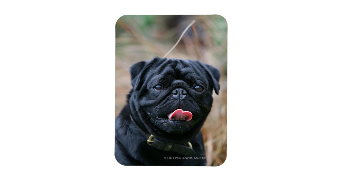 zazzle