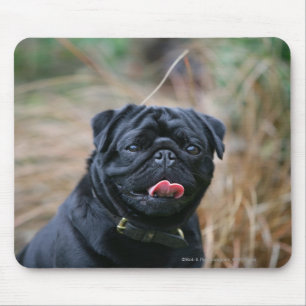 Black Pug Panting While Looking at Camera Mouse Pad