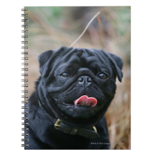 Black Pug Panting While Looking at Camera Notebook