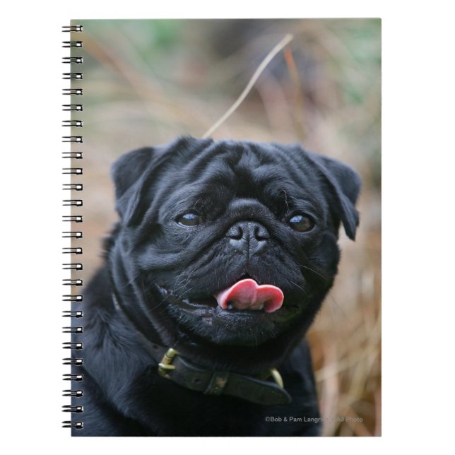 Black Pug Panting While Looking at Camera Notebook (Front)