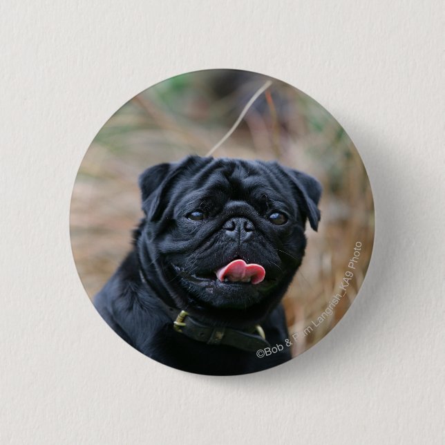 Black Pug Panting While Looking at Camera Pinback Button (Front)