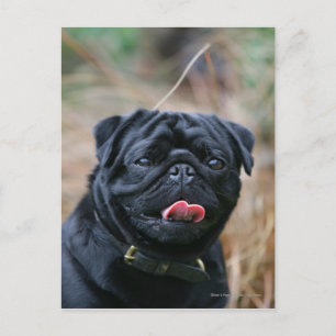 Black Pug Panting While Looking at Camera Postcard